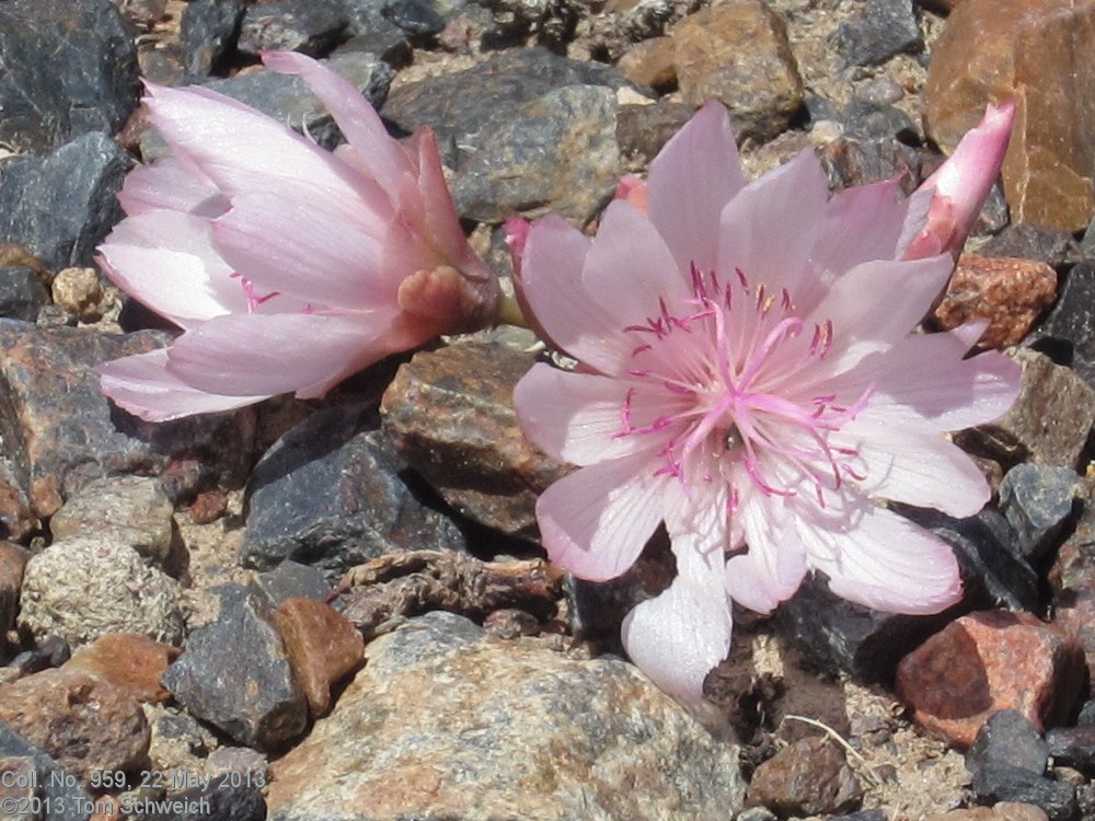 Montiaceae Lewisia rediviva