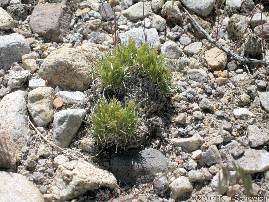 Erioneuron pulchellum, Furnace Creek, Mono County, California