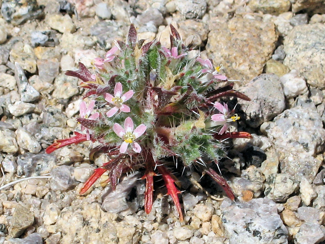 Loeseliastrum, Furnace Creek, White Mountains, Mono County