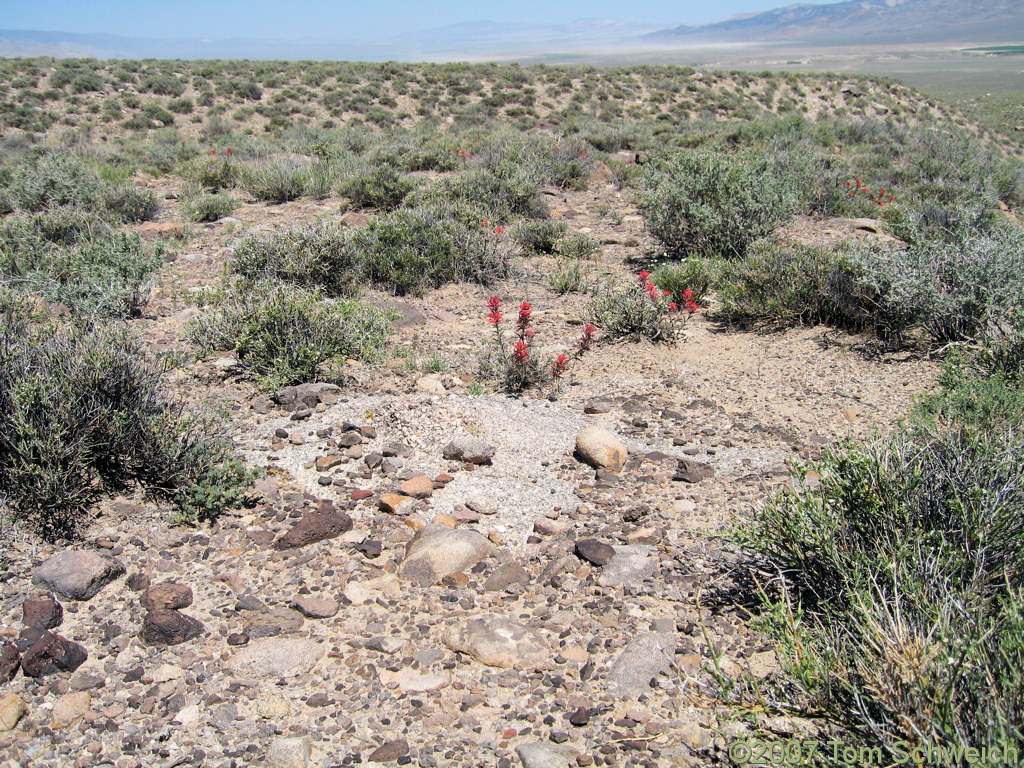 Desert Pavement, Furnace Creek, Mono County, California