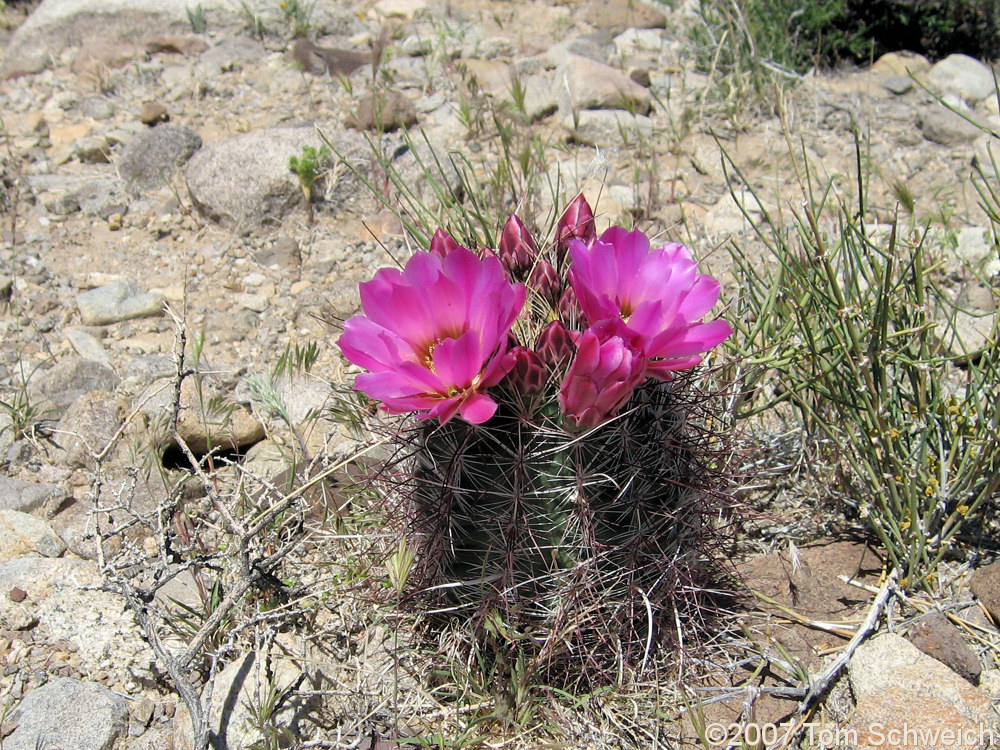 Cactaceae Sclerocactus polyancistrus, Furnace Creek, Mono County, California