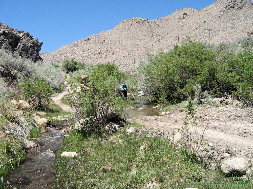 California, Inyo County, White Mountains, Wyman Canyon, Wyman Creek