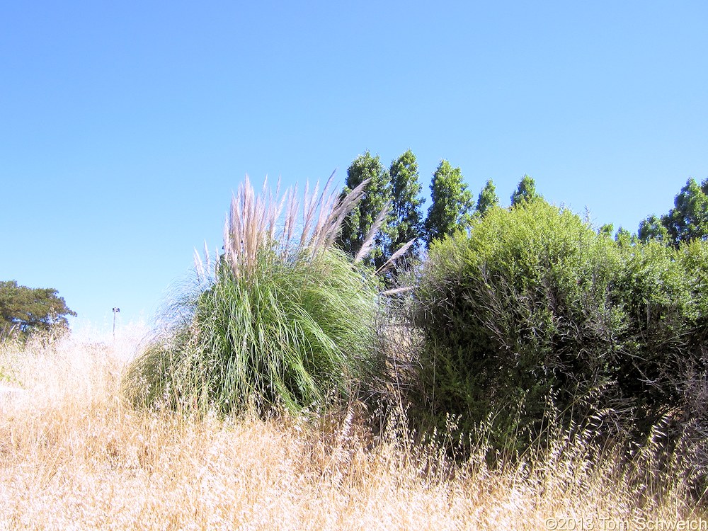 Poaceae Cortaderia selloana