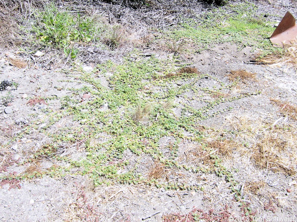 Zygophyllaceae Tribulus terrestris