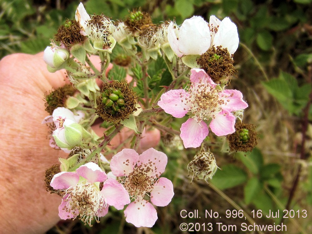 Rosaceae Rubus armeniacus