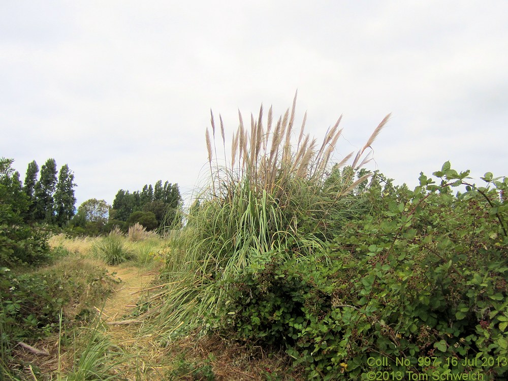 Poaceae Cortaderia selloana