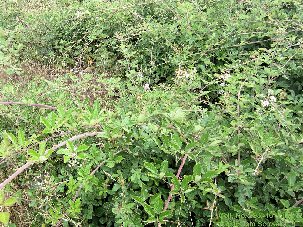 Rosaceae Rubus ulmifolius anoplothyrsus