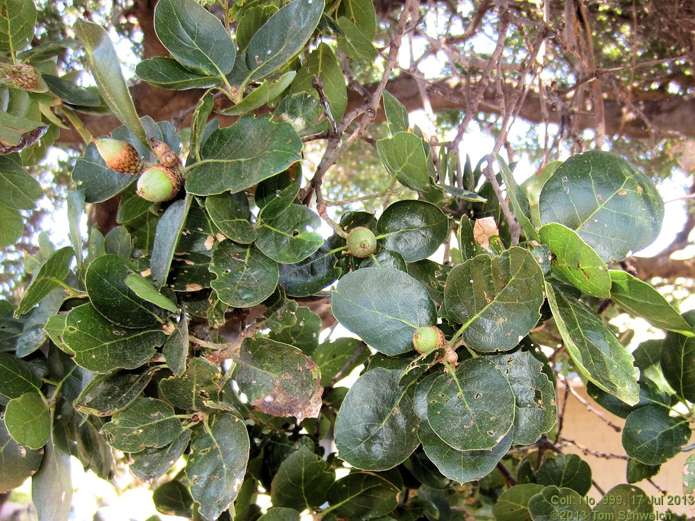 Fagaceae Quercus agrifolia agrifolia