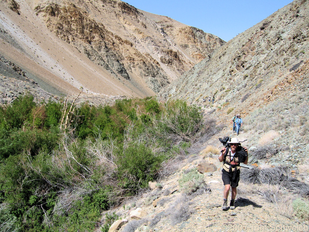 California, Inyo County, White Mountains, Coldwater Canyon