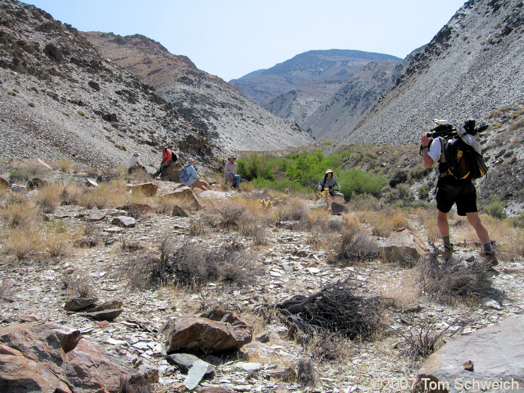 California, Inyo County, White Mountains, Coldwater Canyon