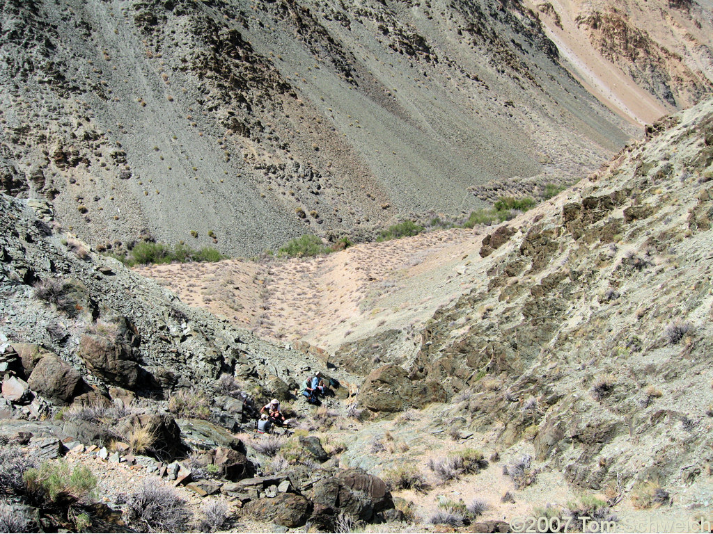 California, Inyo County, White Mountains, Coldwater Canyon