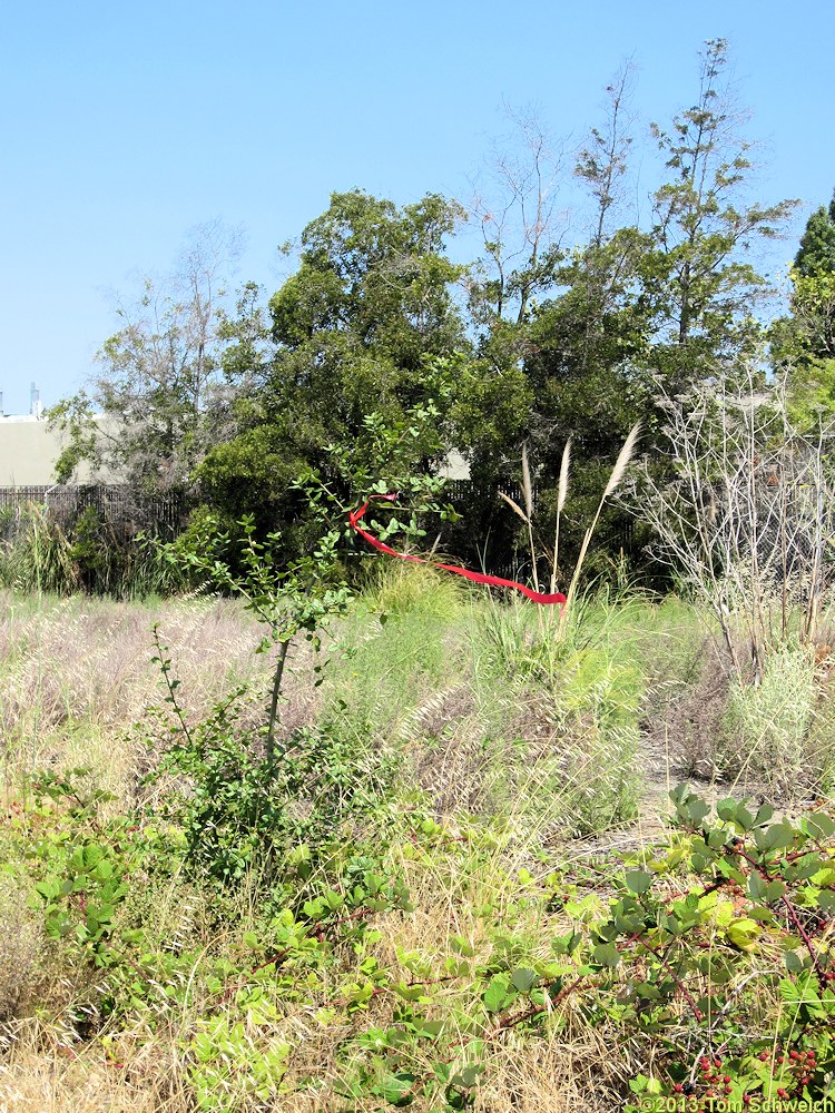 Jean Sweeney Open Space Preserve