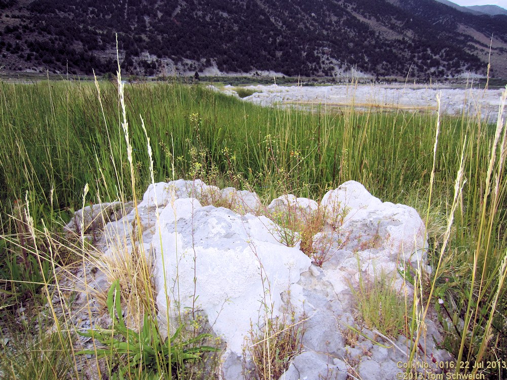 Brassicaceae Cleomella parviflora