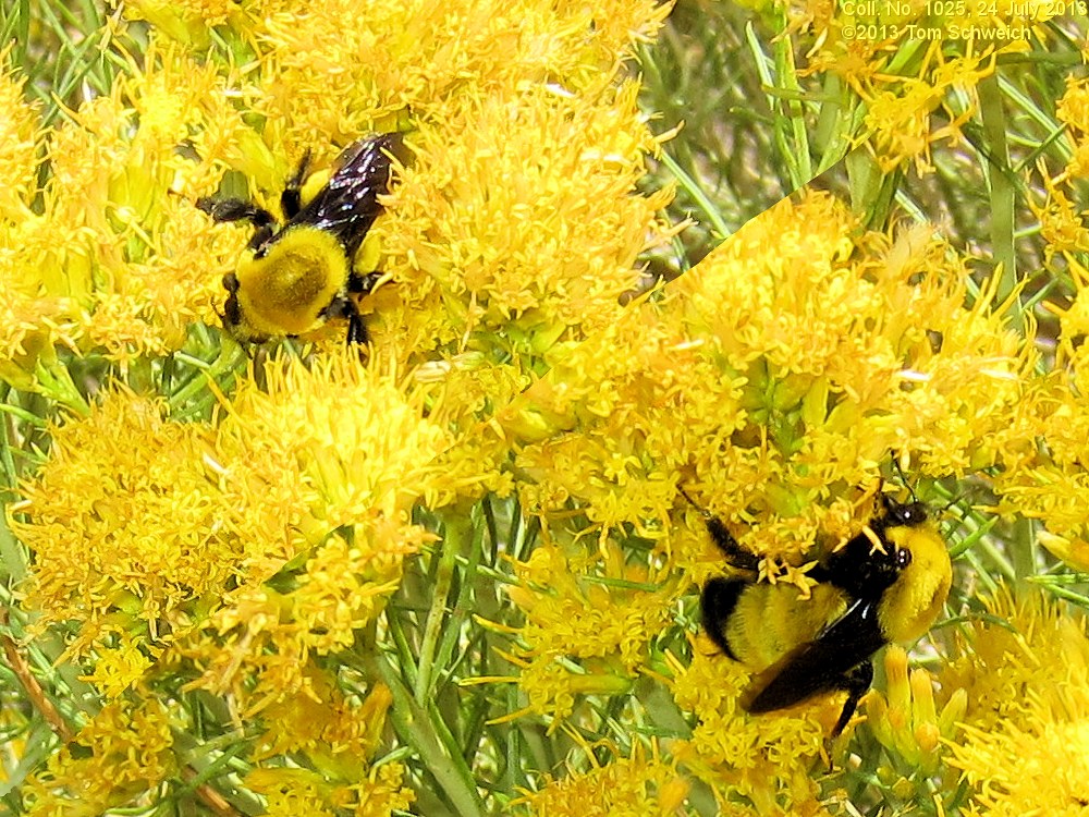 Asteraceae Ericameria nauseosa oreophila