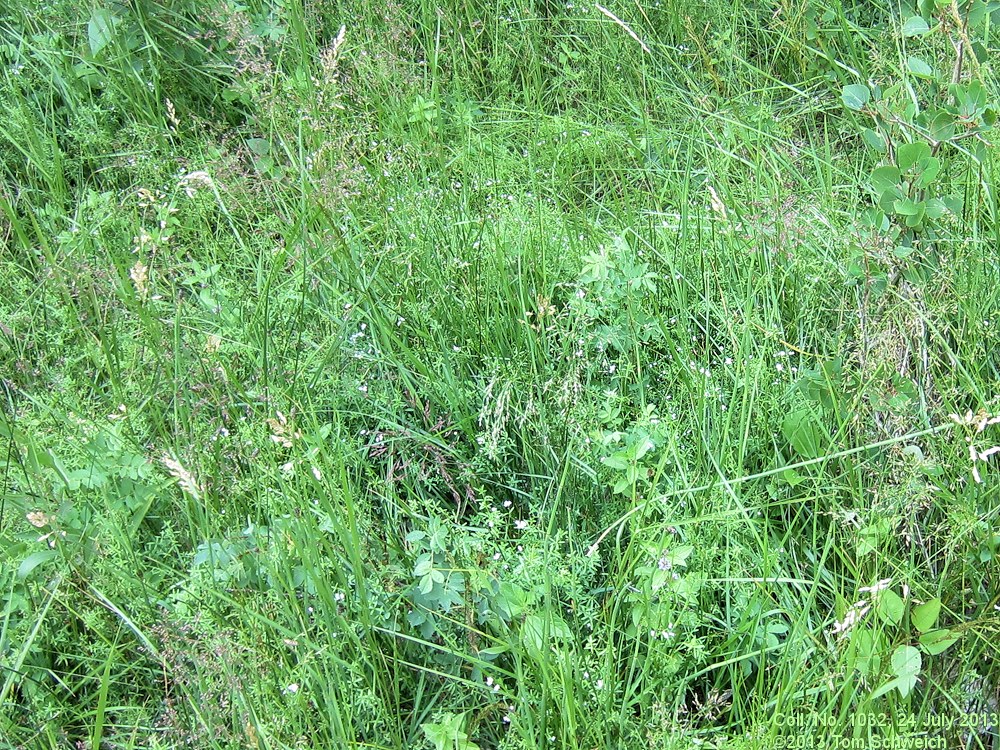 Rubiaceae Galium trifidum columbianum