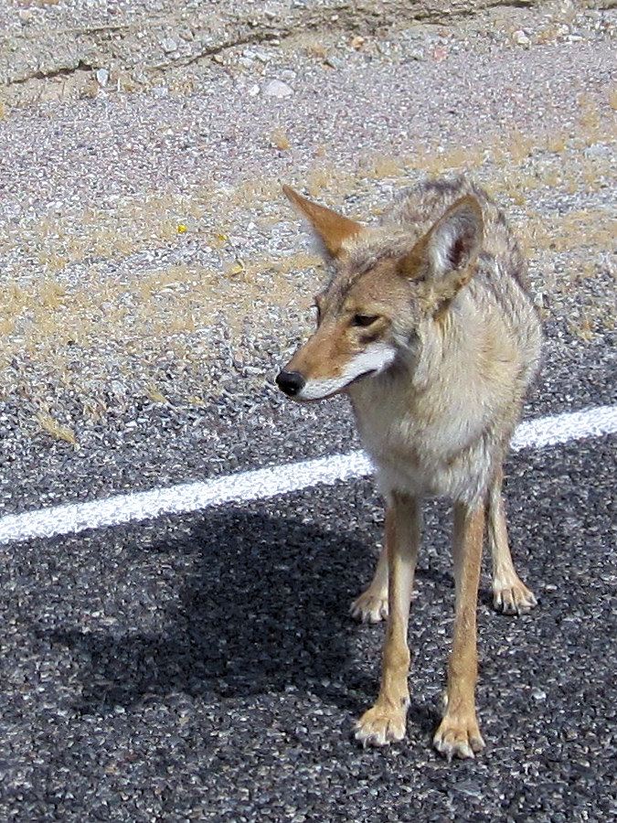 Canis latrans