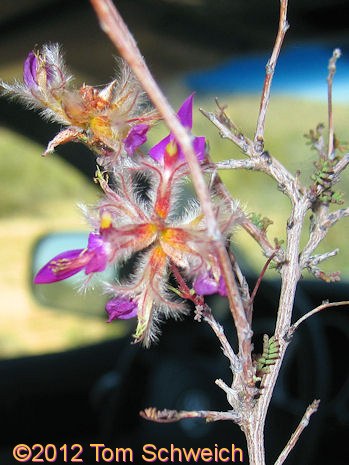 Fabaceae Dalea formosa