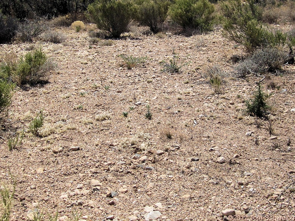 Arizona, Cochise County, Johnson