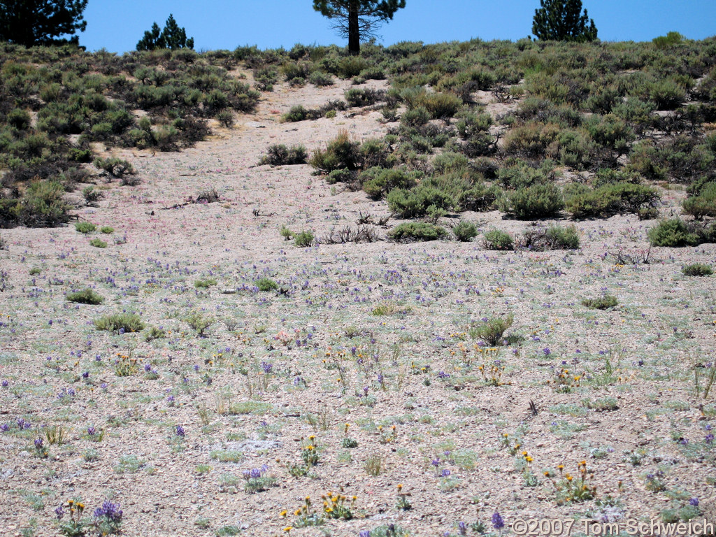 California, Mono County, Big Sand Flat