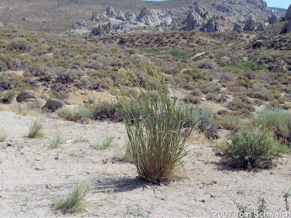 Poaceae Elymus cinereus