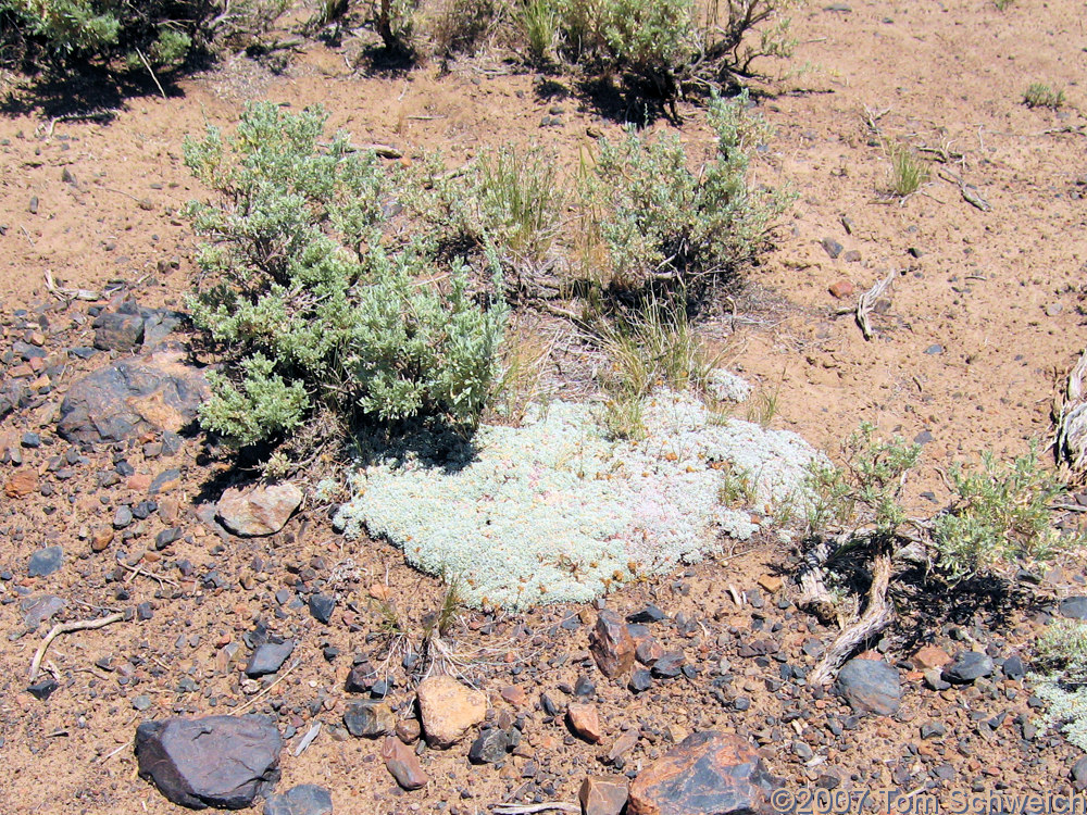 Polygonaceae, Eriogonum caespitosum, Mono County, Bridgeport Canyon