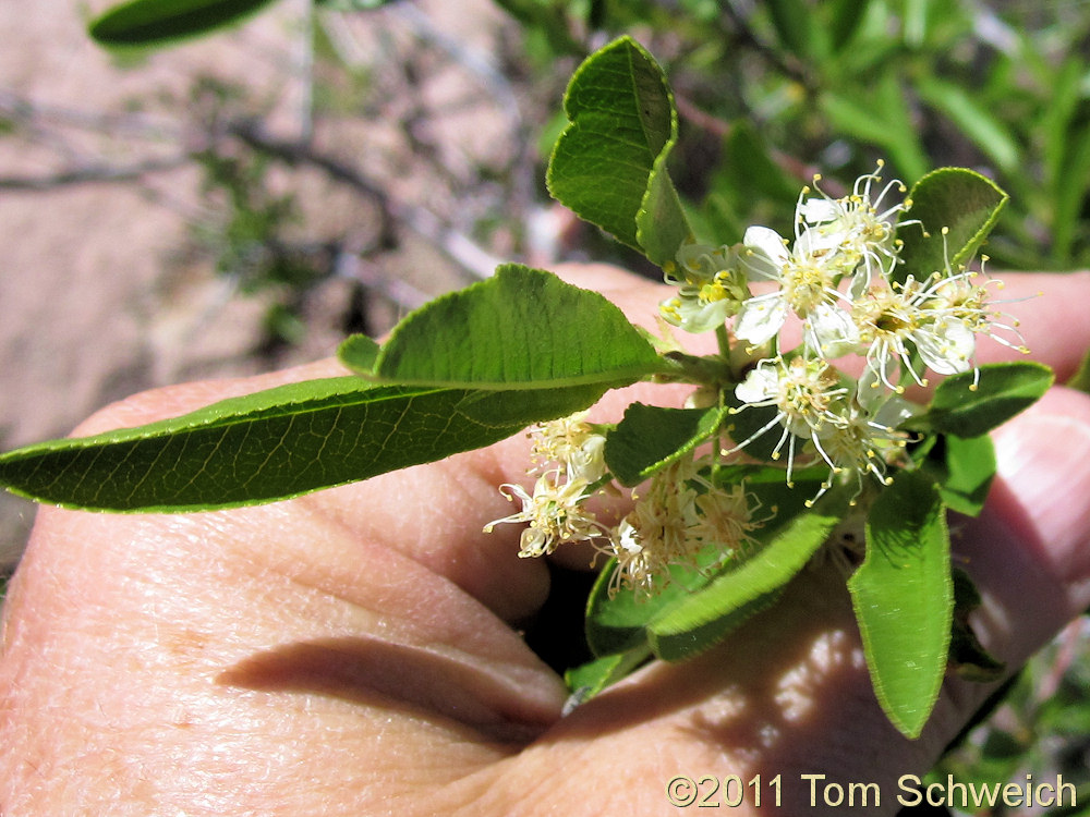 Rosaceae Prunus emarginata