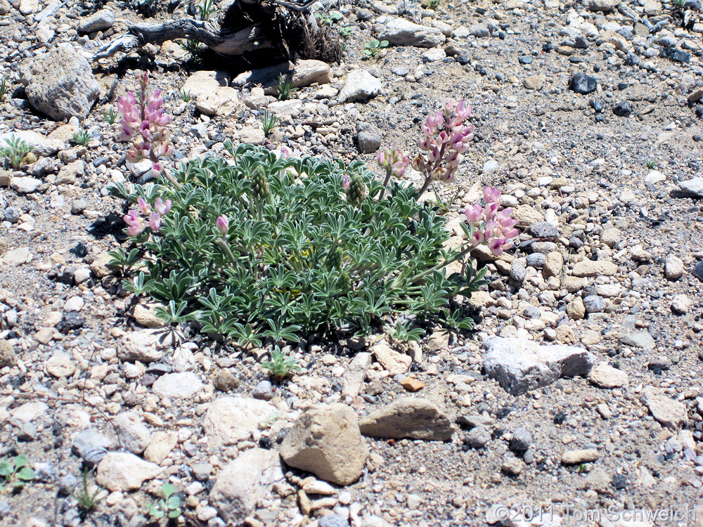 Fabaceae Lupinus duranii