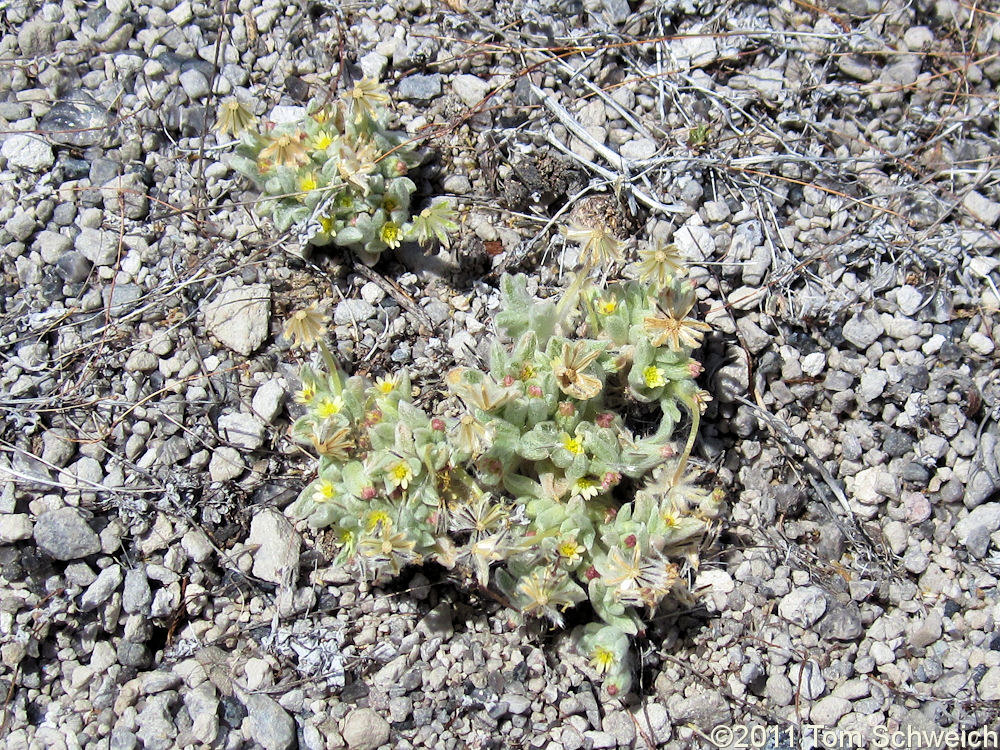 Asteraceae Eatonella nivea