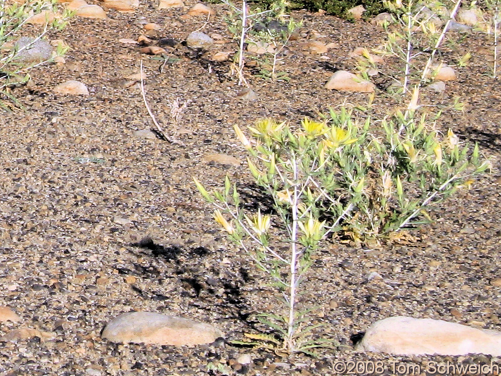 Loasaceae Mentzelia laevicaulis