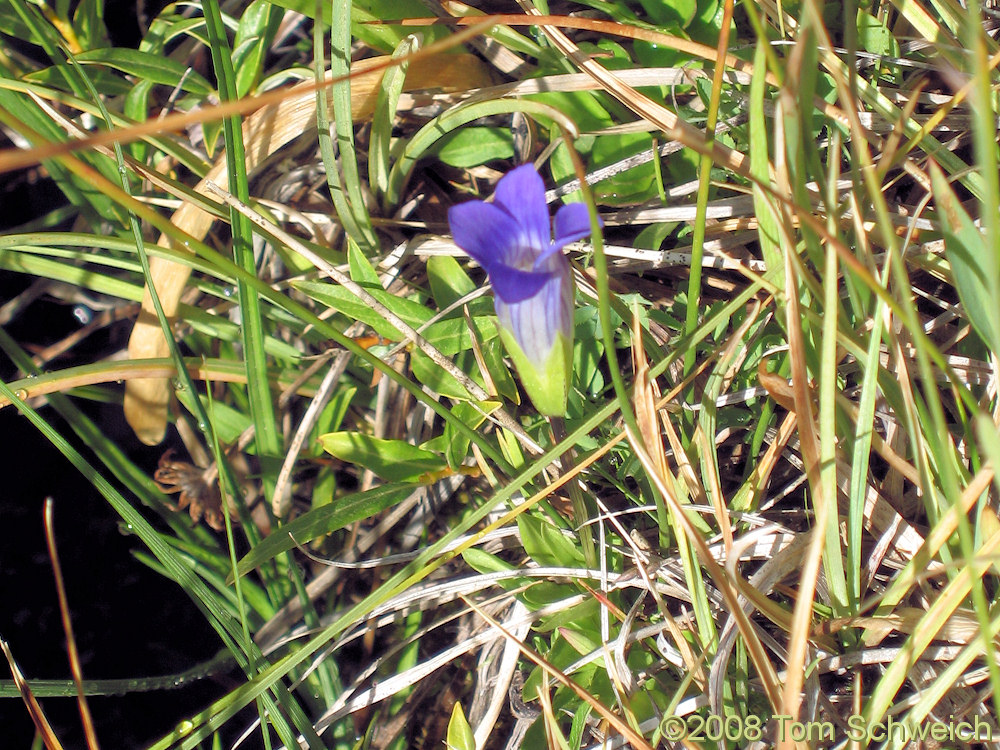 Gentianaceae Gentianopsis holopetala