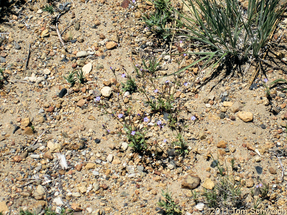 Polemoniaceae Gilia brecciarum brecciarum