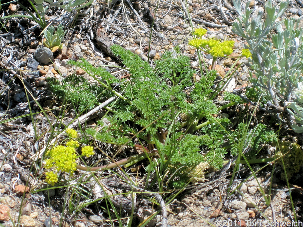 Apiaceae Cymopterus terebinthinus
