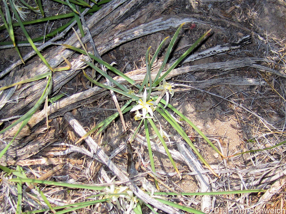 Agavaceae Leucocrinum montanum