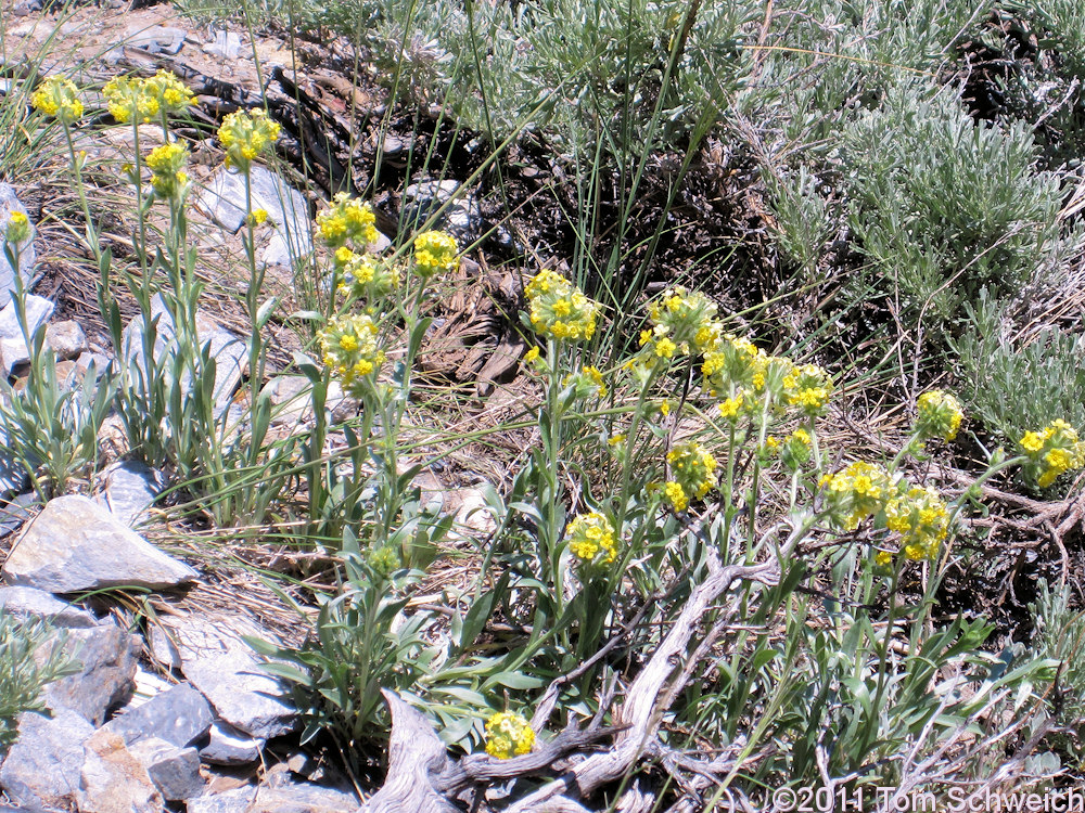 Boraginaceae Cryptantha confertiflora