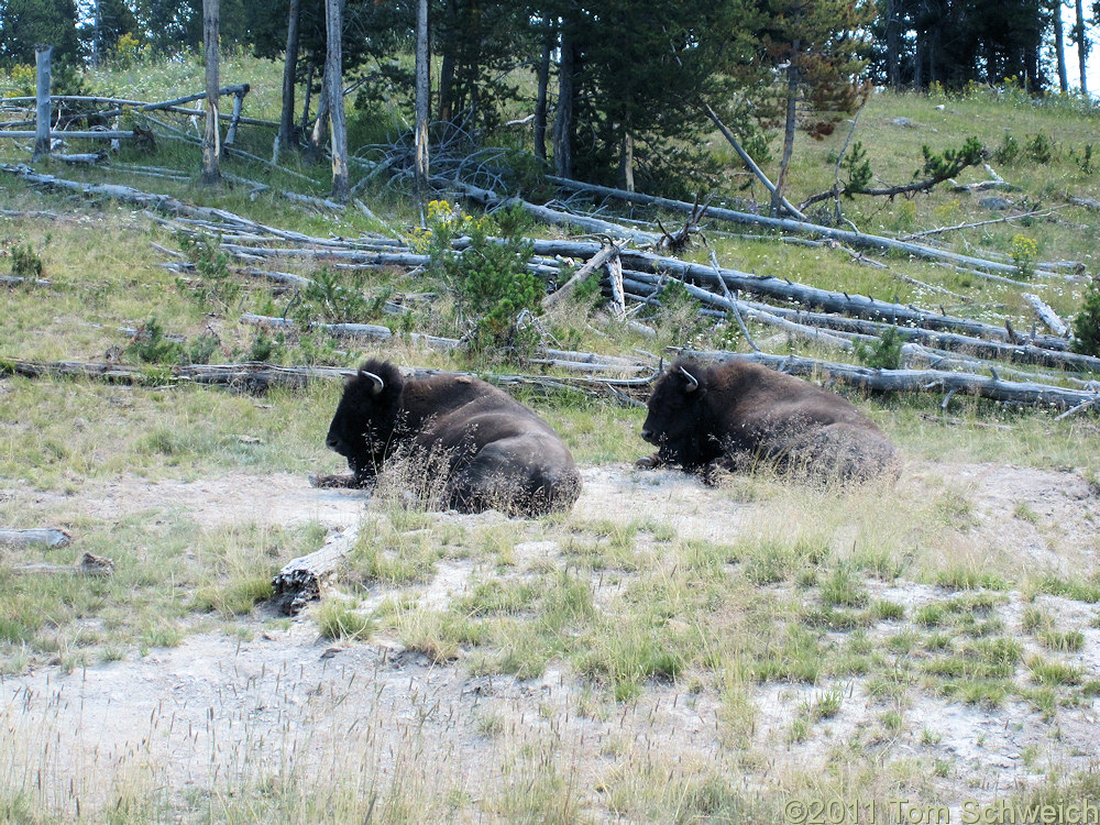 Wyoming, Park County, Mud Volcano