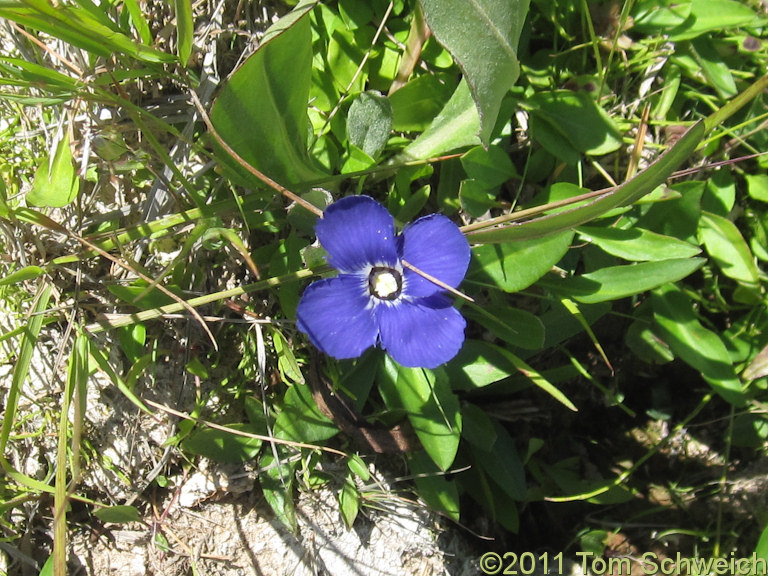 Wyoming, Park County, Apollinaris Spring