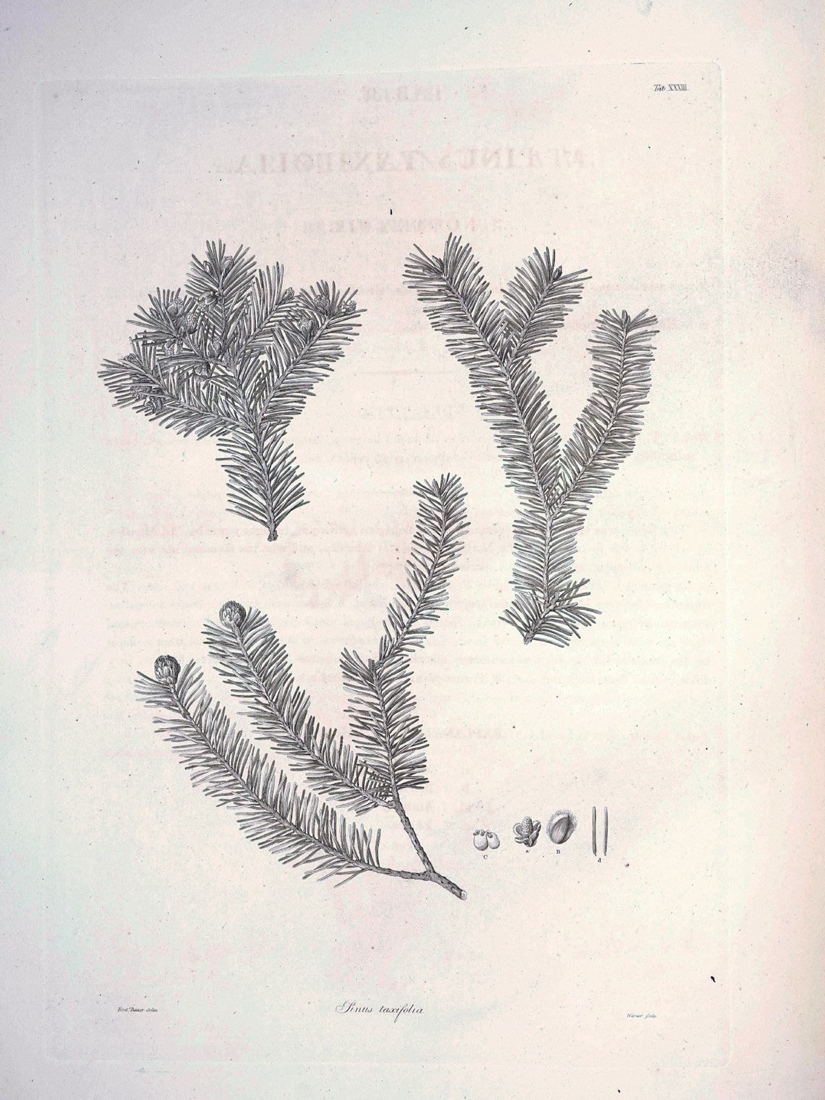 Pinaceae, Pseudotsuga menziesii