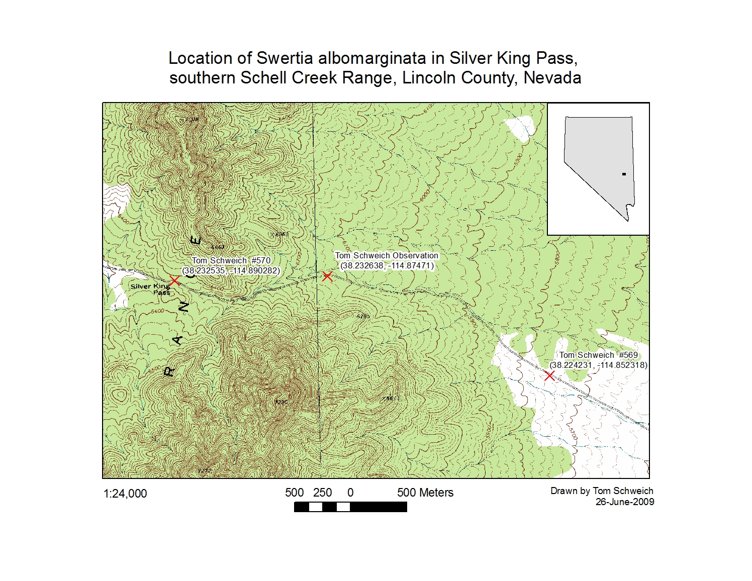 <i>Frasera albomarginata</i>, Silver King Pass, Lincoln County, Nevada