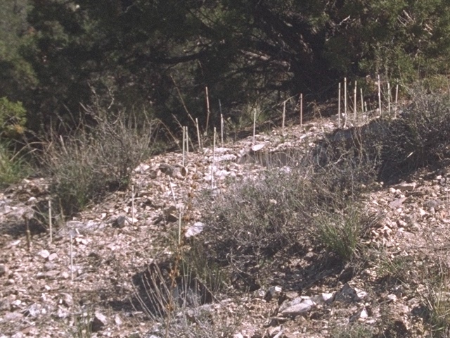 Experimental plot, Frasera albomarginata, Wild Horse Mesa, Mojave National Preserve, California