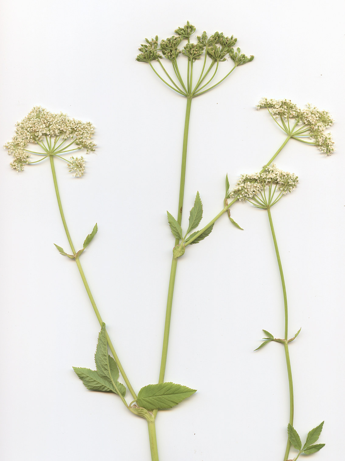 Apiaceae Aegopodium podagraria