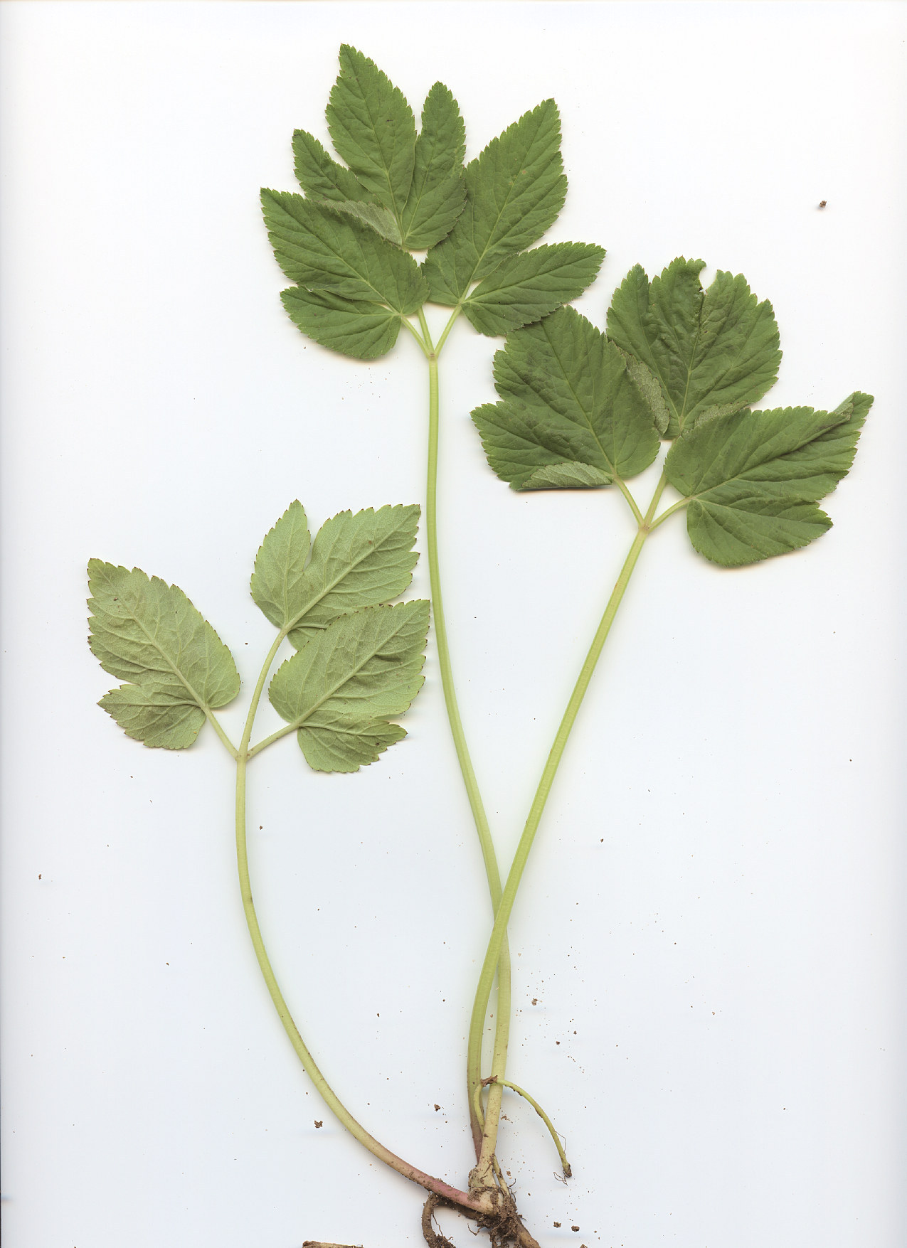 Apiaceae Aegopodium podagraria