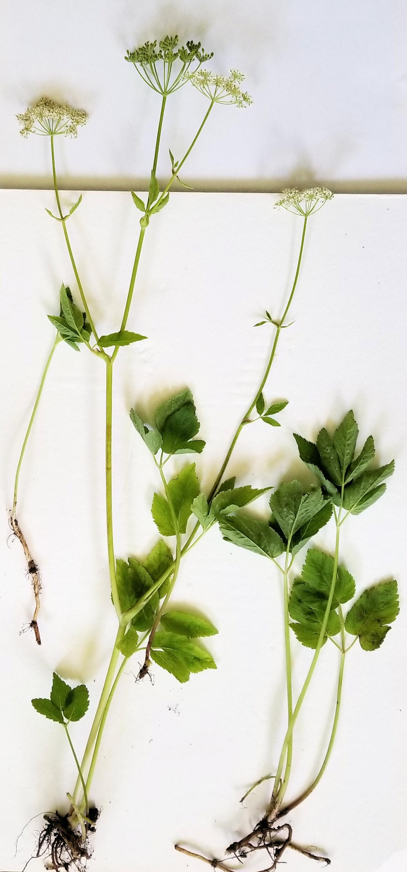 Apiaceae Aegopodium podagraria