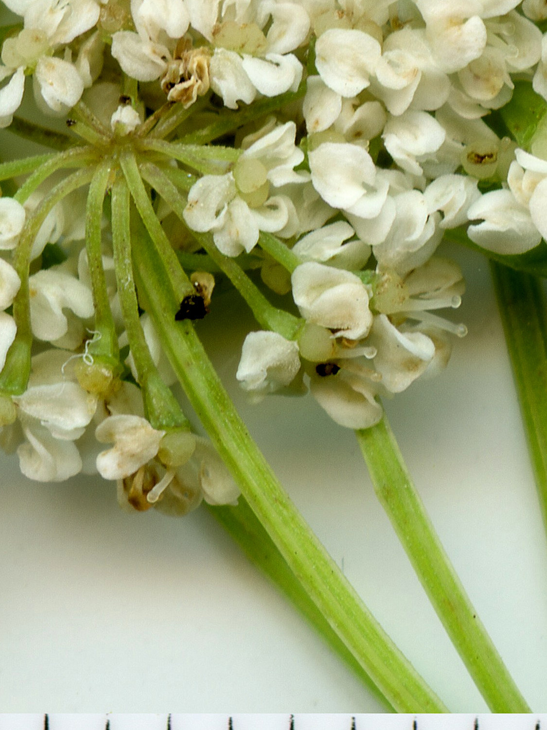 Apiaceae Aegopodium podagraria