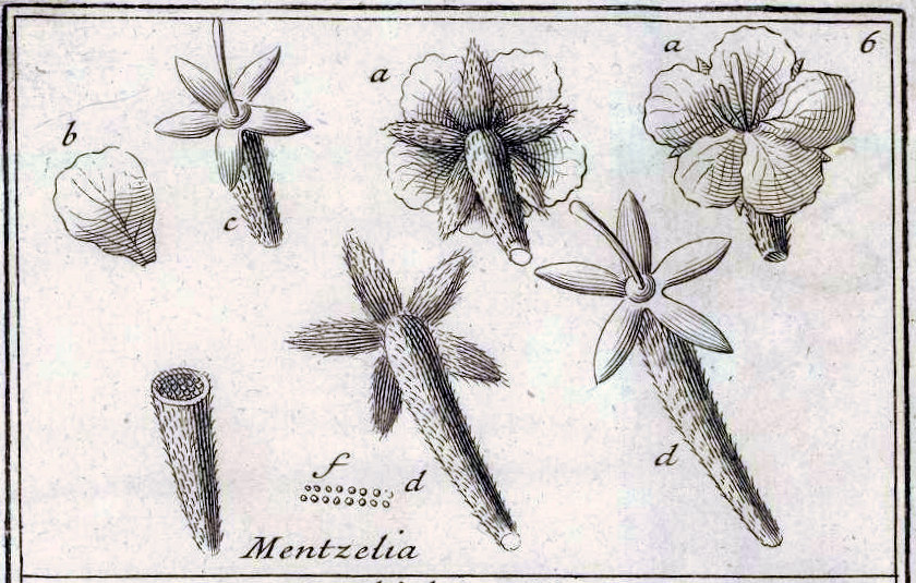 Loasaceae, Mentzelia aspera
