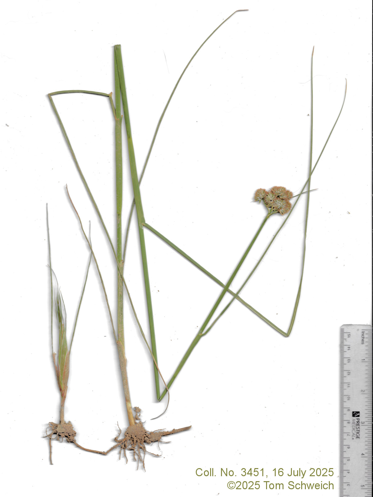 Juncaceae, Juncus torreyi