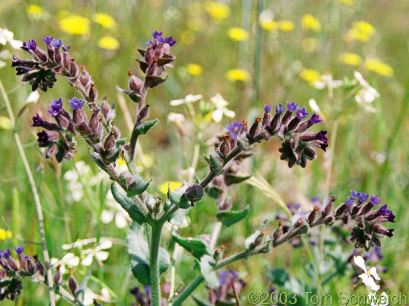 <I>Anchusa</I> sp.on the Rio Guadiamar.