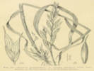 Full Size Image