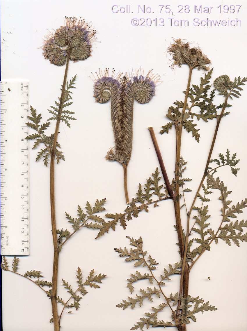 Boraginaceae Phacelia tanacetifolia