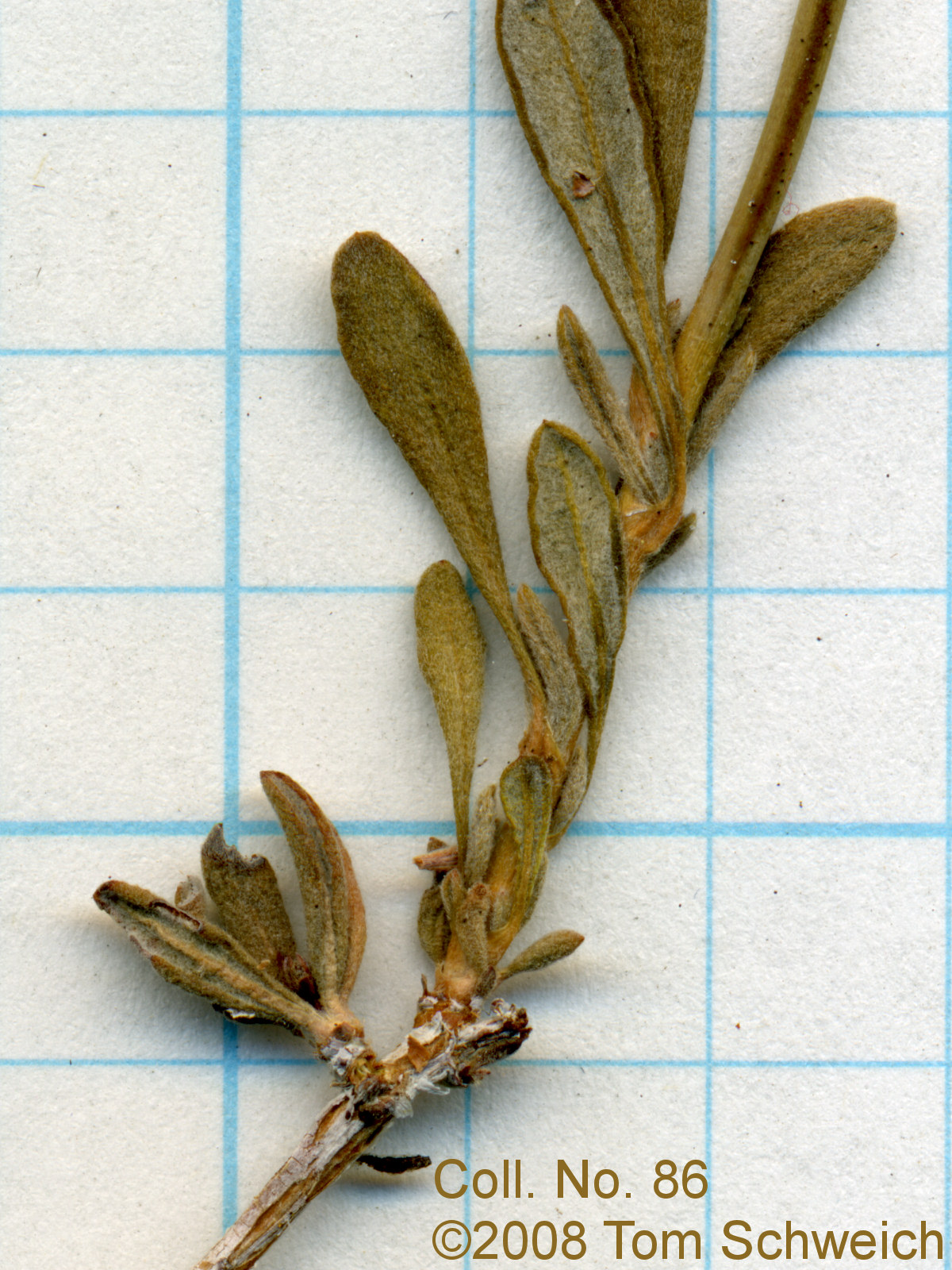 Polygonaceae Eriogonum fasciculatum polifolium