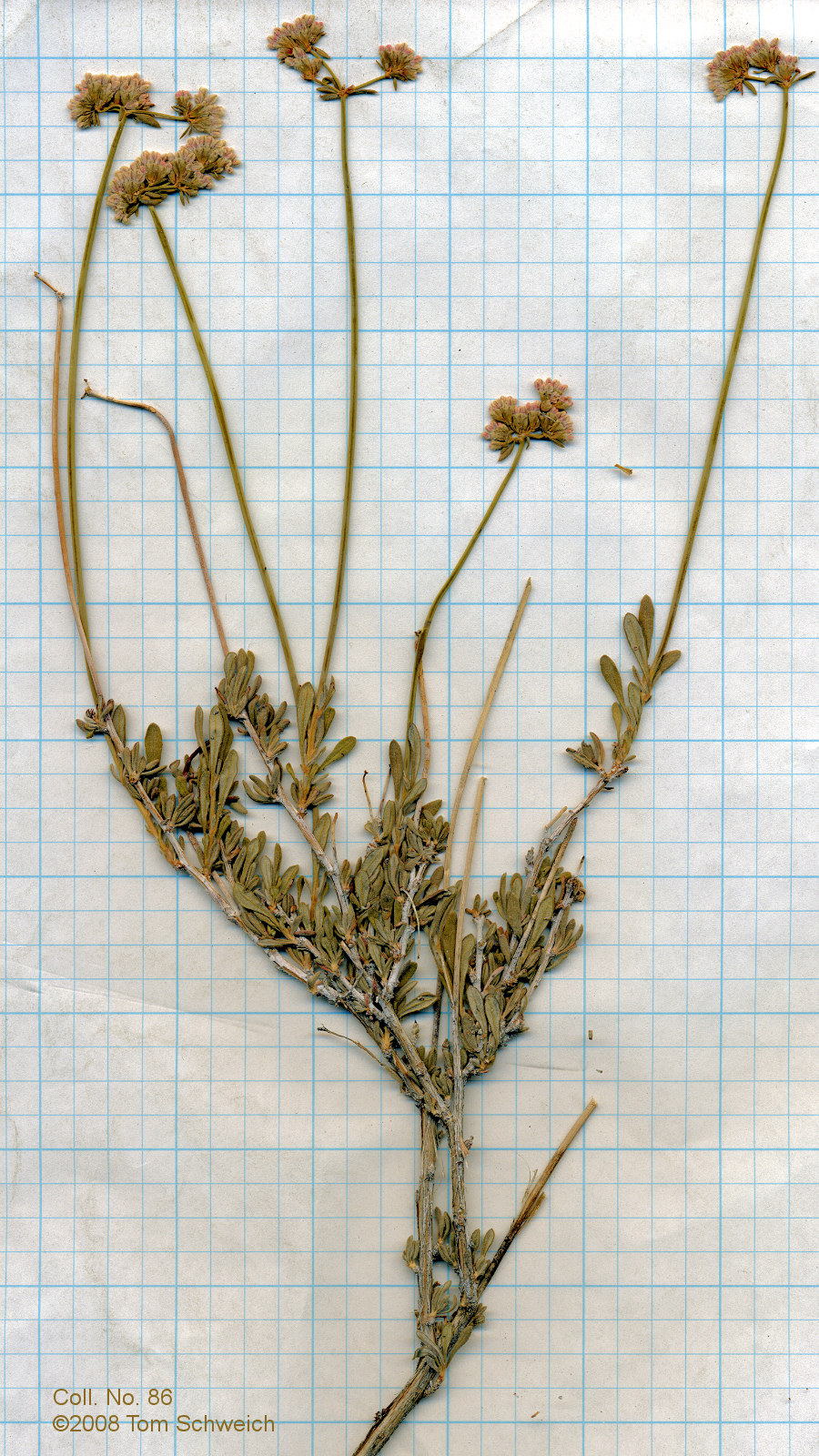 Polygonaceae Eriogonum fasciculatum polifolium